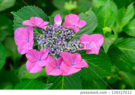Sagamihara Kita Park in Kanagawa Prefecture is famous as a hydrangea park. 139327012