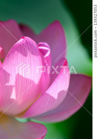 Newly opened Oga lotus 139327053