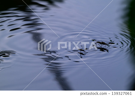 Water striders carrying other water striders on their backs as they move across the water's surface. 139327061