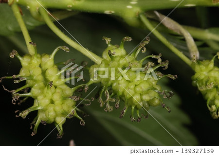 This is a photo of a mulberry tree (Morus serrata), specifically a female inflorescence. It appears to be the stage where the flowers have finished blooming and the fruit is beginning to develop. This is a photo of a mulberry tree (Morus serrata), specifically a female inflorescence. It appears to be the stage where the flowers have finished blooming and the fruit is beginning to develop. 139327139