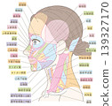 Muscle diagram of the face and neck (with color labels) 139327170