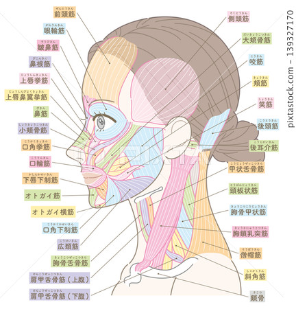 臉部和頸部肌肉圖（有顏色標示） 139327170