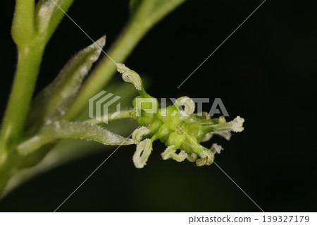 Nature, plant, Japanese mulberry, female flower inflorescence. It's just beginning to bloom, and the pistil appears to be stretching out in a wavy pattern. Nature, plant, Japanese mulberry, female flower inflorescence. It's just beginning to bloom, and the pistil appears to be stretching out in a wavy pattern. 139327179