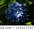 一朵引人注目的紫色繡球花，沐浴在光影之中。 139327197