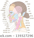 Muscle diagram of the face and neck (with names) 139327296