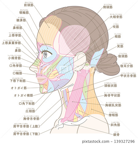 臉部和頸部肌肉圖(附名稱) 臉部和頸部肌肉圖(附名稱) 139327296