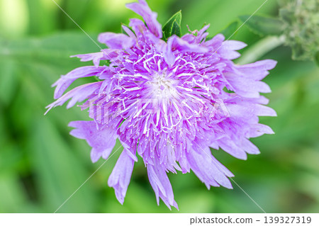 在陽光普照的初夏花園中，盛開的琉璃菊（Stokesia (Ruri-giku)）的特寫鏡頭。 139327319