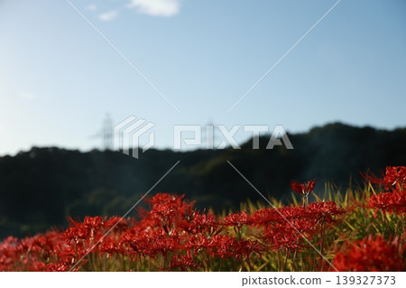 希根花的風景 希根花的風景 139327373