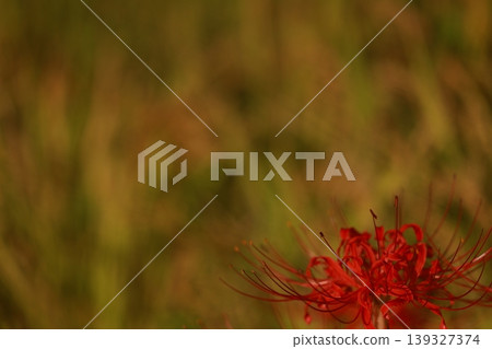 希根花的風景 希根花的風景 139327374