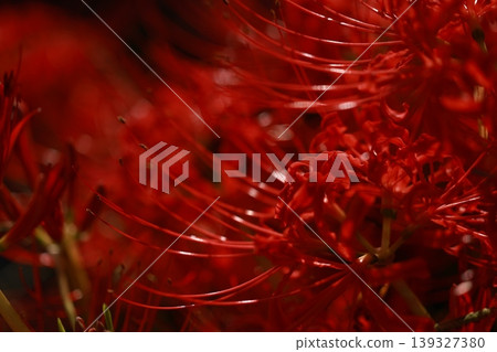 希根花的風景 希根花的風景 139327380