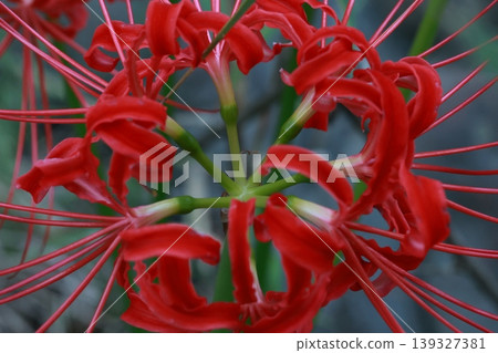 Landscape with cluster amaryllis Landscape with cluster amaryllis 139327381