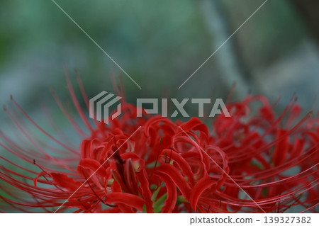 希根花的風景 希根花的風景 139327382