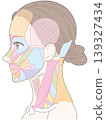 Muscle diagram of the face and neck (side view, no names provided) 139327434
