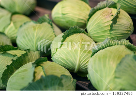 Cabbage sold at supermarkets 139327495
