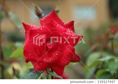 荒尾市,Omoyai市民的花壇,雨玫瑰花園, 荒尾市,Omoyai市民的花壇,雨玫瑰花園, 139327497