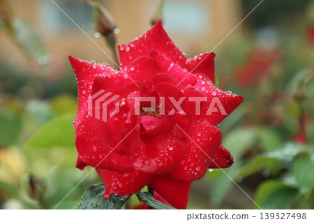 荒尾市,Omoyai市民的花壇,雨玫瑰花園, 荒尾市,Omoyai市民的花壇,雨玫瑰花園, 139327498