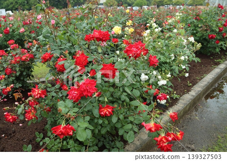 荒尾市,Omoyai市民的花壇,雨玫瑰花園, 荒尾市,Omoyai市民的花壇,雨玫瑰花園, 139327503