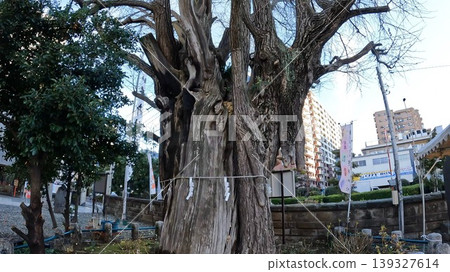 Iwai Shrine, Tokyo: Main hall and sacred ginkgo tree, listed in the Engishiki (ancient Japanese legal code). 139327614