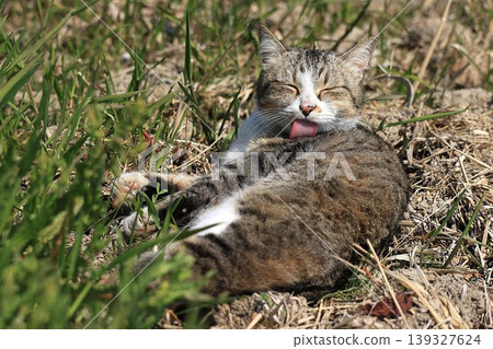 A cat in relaxation A cat in relaxation 139327624