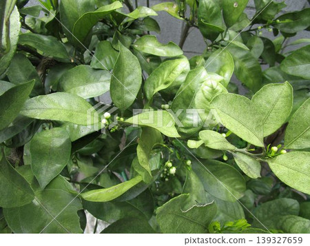 A Satsuma mandarin tree with buds A Satsuma mandarin tree with buds 139327659