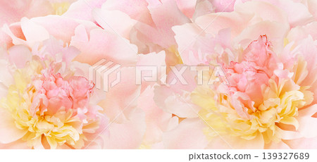 Peony flower. Floral background. Closeup. For design. Nature. Peony flower. Floral background. Closeup. For design. Nature. 139327689