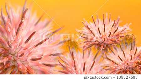 Floral  background. Purple thorny thistle flower. Closeup.  Nature. 139327693