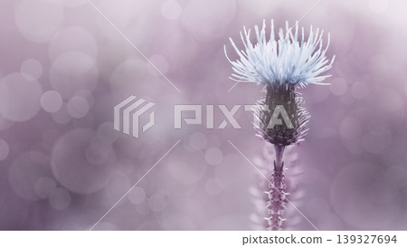 Floral  background. Purple thorny thistle flower. Closeup.  Nature. 139327694
