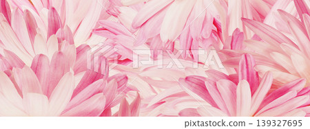 Floral  background. Petals of white daisy close up.   Flower composition.  Nature.  139327695
