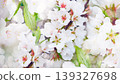 Jasmine flowers.   Floral white  background. Petals jasmine. Close-up. Nature. 139327698