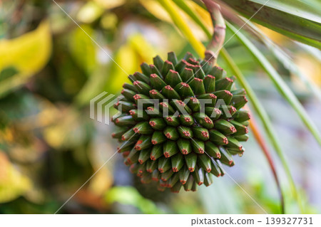 沖繩戶外自然生長的林投果實特寫 沖繩戶外自然生長的林投果實特寫 139327731