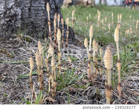 The first height comparison of spring: horsetails The first height comparison of spring: horsetails 139328177