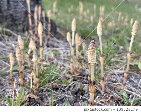 The first height comparison of spring: horsetails The first height comparison of spring: horsetails 139328179