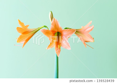 Orange lilly flower on green background 139328439