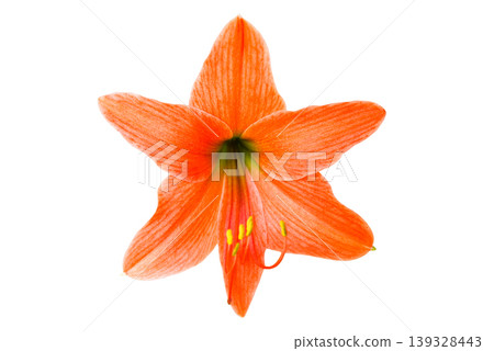 Orange lilly flower Orange lilly flower 139328443