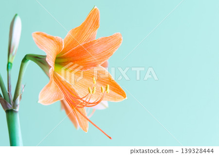 Orange lilly flower on blue background Orange lilly flower on blue background 139328444