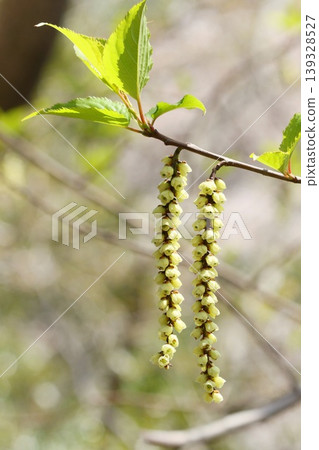木瓜(日本木瓜)-樹上的花-春天 木瓜(日本木瓜)-樹上的花-春天 139328527