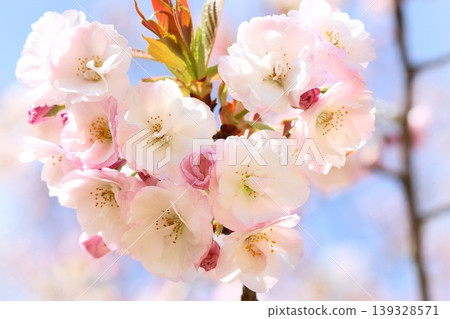 八重邊島櫻花,特寫,粉紅色。 八重邊島櫻花,特寫,粉紅色。 139328571