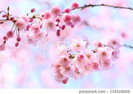 Komoro Yaebenishidarezakura (double-flowered weeping cherry tree), cherry blossoms, pink, close-up. Komoro Yaebenishidarezakura (double-flowered weeping cherry tree), cherry blossoms, pink, close-up. 139328608