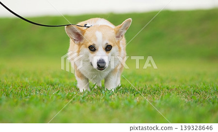 staring welsh corgi staring welsh corgi 139328646