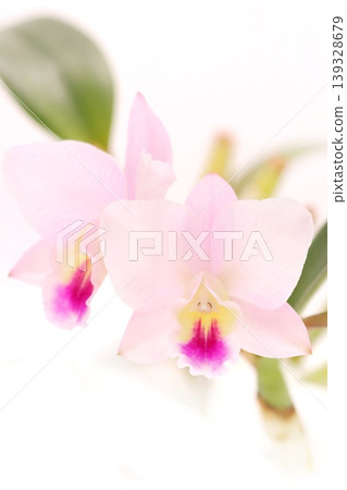 淡粉紅色的卡特蘭蘭花，品種為“仙境”，背景明亮。 139328679