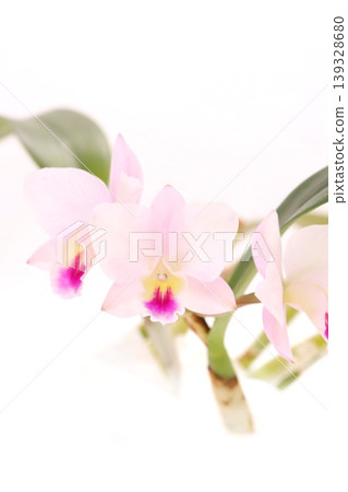 淡粉紅色的卡特蘭蘭花，品種為“仙境”，背景明亮。 139328680