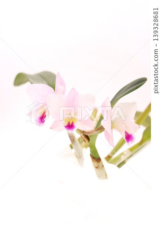 Pale pink Cattleya orchid, Fairyland, against a bright background. 139328681