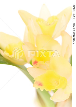 Yellow Cattleya in Fairyland with a bright background. 139328683