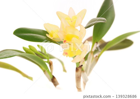 Yellow Cattleya in Fairyland with a bright background. Yellow Cattleya in Fairyland with a bright background. 139328686