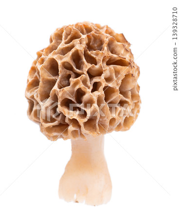 Morel mushroom isolated on white background. Morchella esculenta. Spring edible fungi. Clipping path. Morel mushroom isolated on white background. Morchella esculenta. Spring edible fungi. Clipping path. 139328710