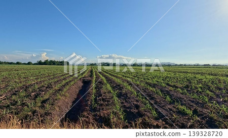 Expansive farmland under a clear blue sky with rows of sugarcane crops, showing the rural life and livelihood in Kabankalan, Philippines Expansive farmland under a clear blue sky with rows of sugarcane crops, showing the rural life and livelihood in Kabankalan, Philippines 139328720