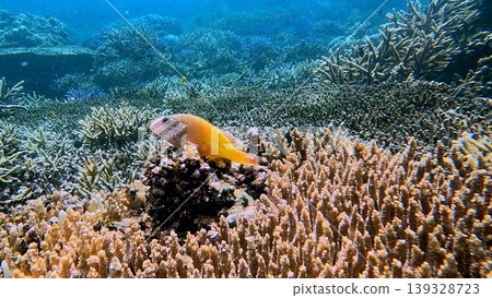 Candid wildlife sighting of a freckled hawkfish (paracirrhites forsteri) that rests among vibrant coral reefs in a clear ocean setting. Dauin, Philippines Candid wildlife sighting of a freckled hawkfish (paracirrhites forsteri) that rests among vibrant coral reefs in a clear ocean setting. Dauin, Philippines 139328723