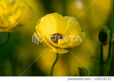 Yellow flowers blooming in the flowerbed: Ranunculus Lux Yellow flowers blooming in the flowerbed: Ranunculus Lux 139328725