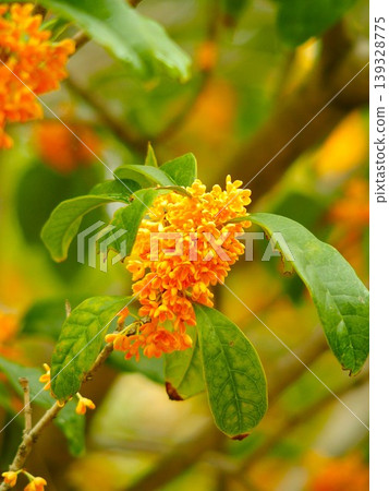 Osmanthus flowers blooming in the park after an autumn rain. 139328775