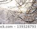 The sun breaks through the snow-covered branches of trees. Winter landscape. 139328793